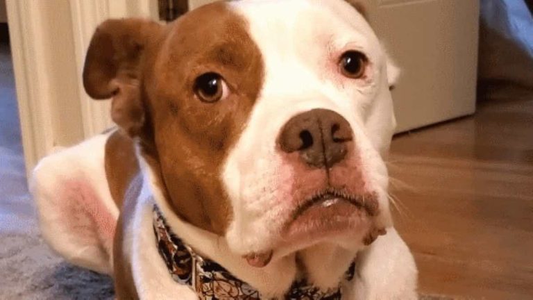 dog with allergies surrendered