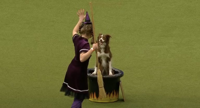 dog with witch at crufts