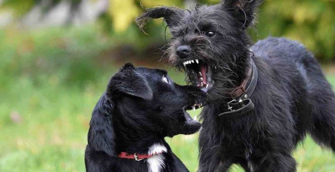 How to Safely Break Up a Dog Fight
