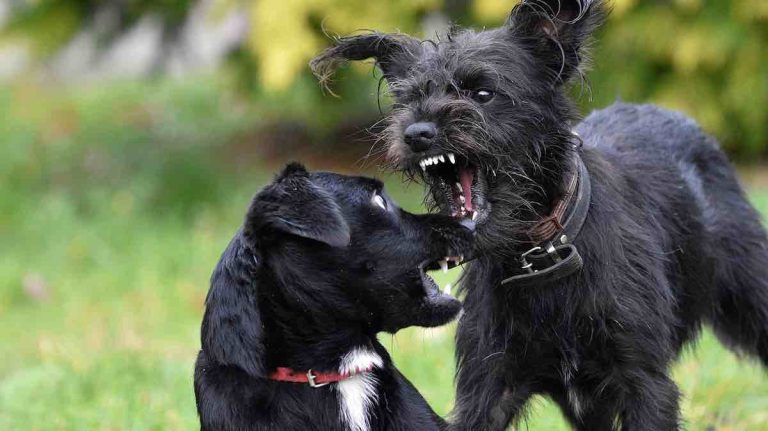 How to Safely Break Up a Dog Fight