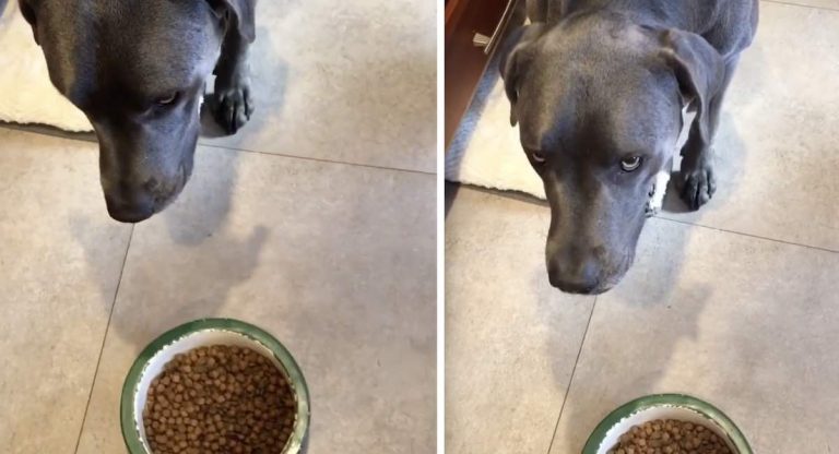 dog wants his meal microwaved