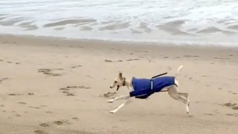 Frankie the greyhound