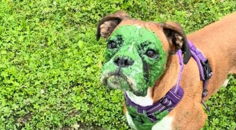 dog green-faced from algae