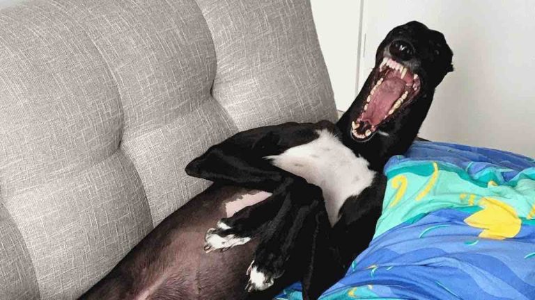 Chilli the greyhound