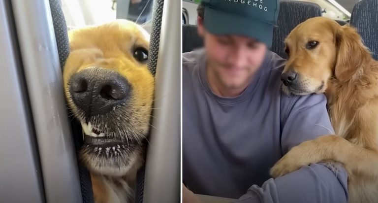 dog loves making friends on train