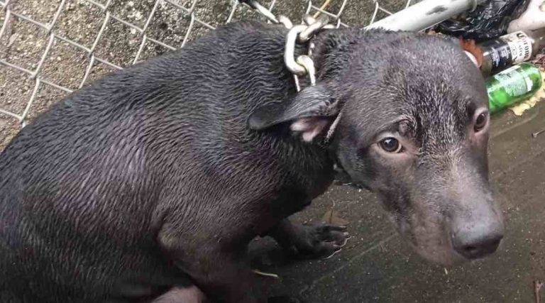 cop rescues dog chained in the rain