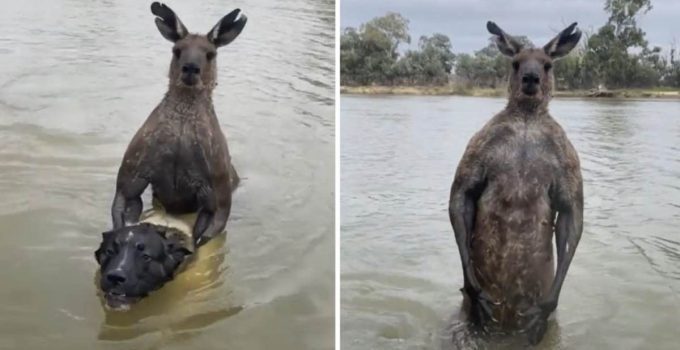 Man Approaches Wild Kangaroo Pushing His Dog Underwater