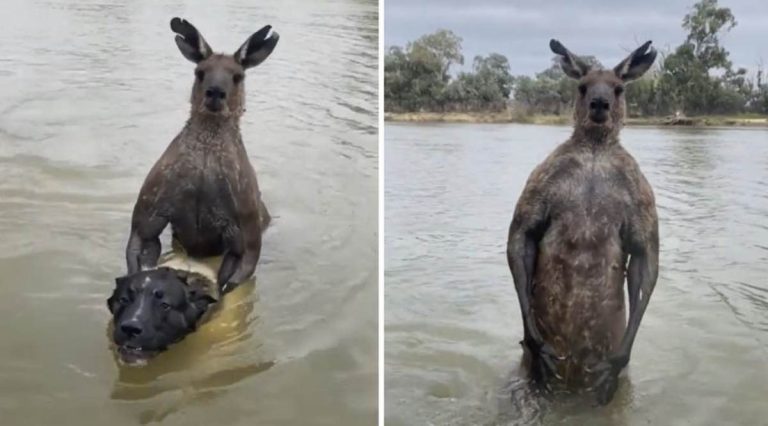 dog nearly drowned by kangaroo