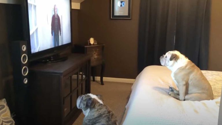 bulldog watches horror movies