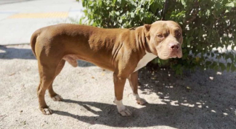 Kona up for adoption