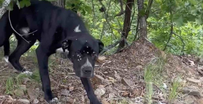 Woman Rescues Tick-Covered Dog from Forest