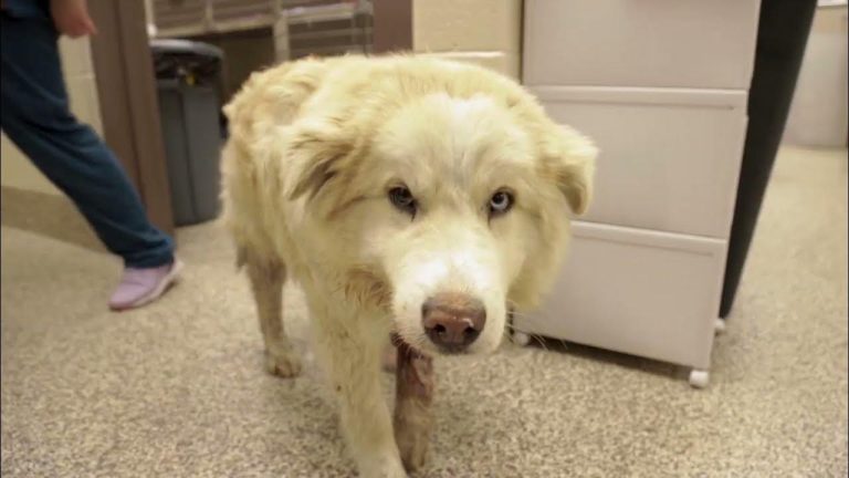 Rescued Dog has the Sweetest Reaction When He Realizes He Can Get Lots of Attention
