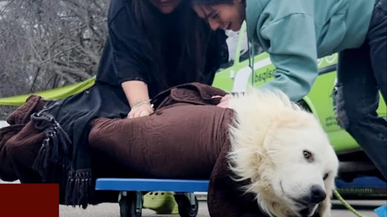 Olaf the great pyrenees rescued