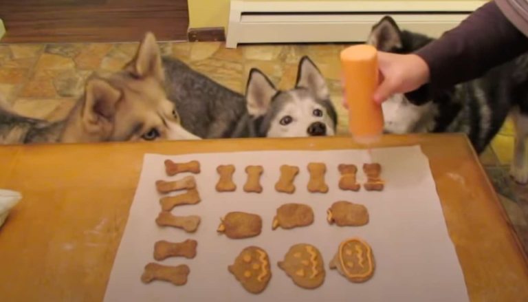 pumpkin and peanut butter dog treats