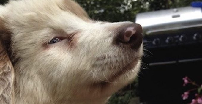 Blind Puppy Rescued from a Meth Lab Finds Forever Home Thanks to Cop Who Saved Him