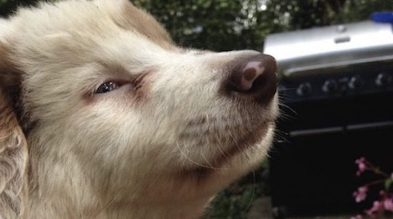 Blind Puppy Rescued from a Meth Lab Finds Forever Home Thanks to Cop Who Saved Him