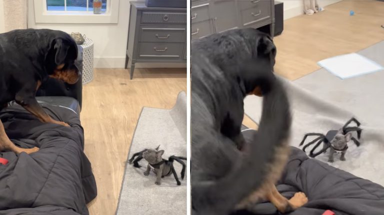 Rottweiler and spider puppy play