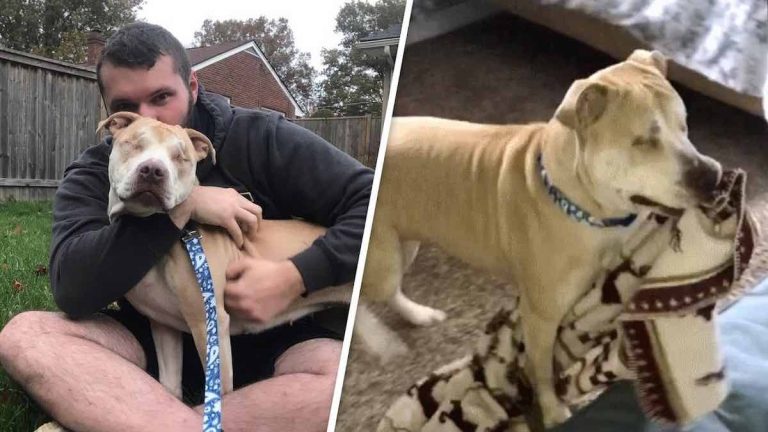 Blind Pit Bull Rescued from Roadside Adorably Grabs Blankets for Comfort