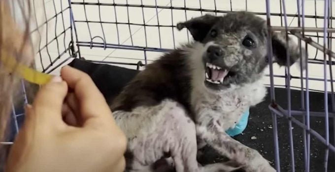 Puppy Snaps at Rescuer Anytime She Comes Close But Then Suddenly Switches
