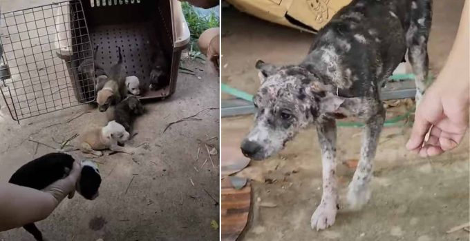 Stray Mama Dog Riddled with Mange Follows Rescuers to Her Puppies