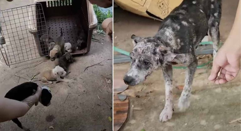 Stray Mama Dog Riddled with Mange Follows Rescuers to Her Puppies