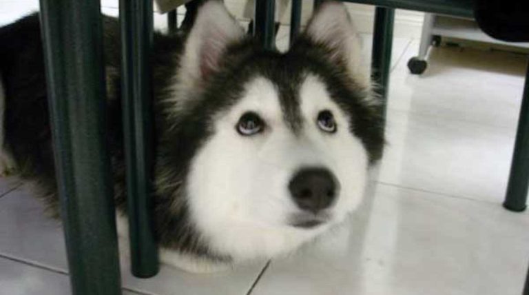 This Cute Husky Malamute Thinks She is a Cat