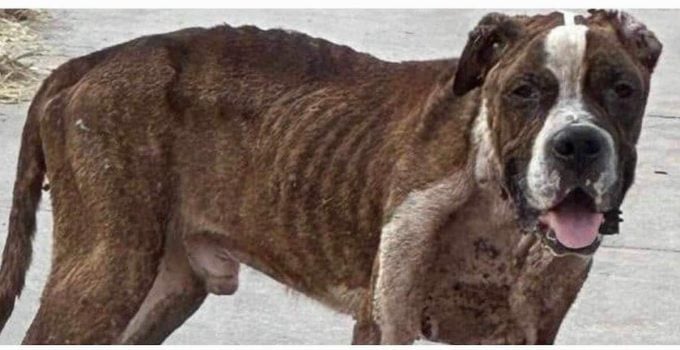 Dog’s Gentle Soul Emerges After He is Rescued from Starving on the Streets