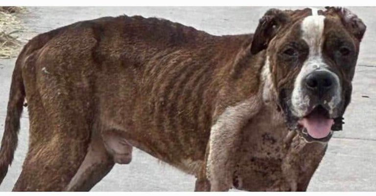Wrangler the dog rescued from streets in Texas