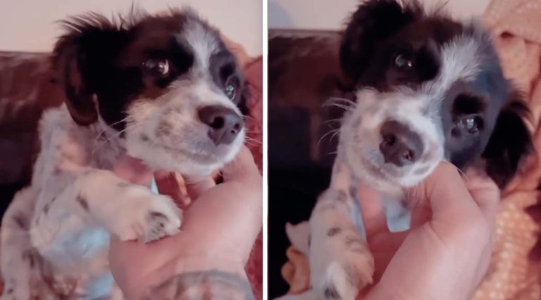 Ansel the puppy rescued by Marley's Mutts Dog Rescue