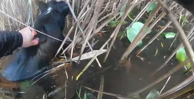 Blind Border Collie Stuck In Freezing Pond Rescued By Police Officer