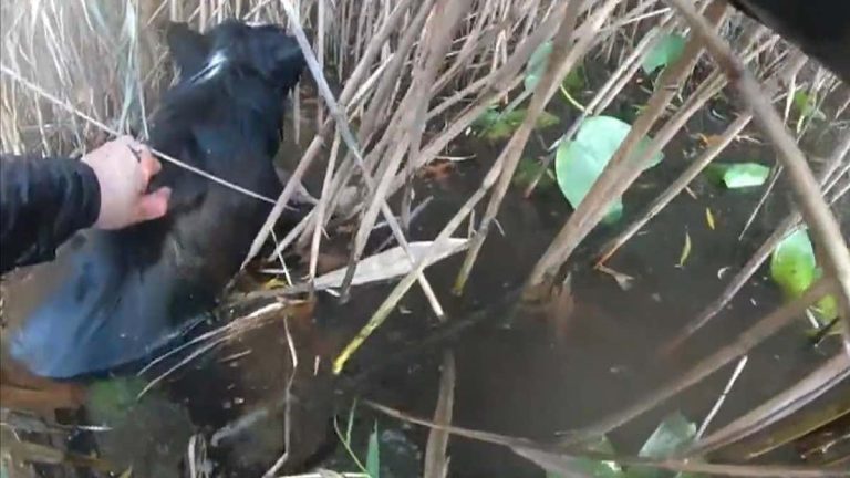Blind Border Collie Stuck In Freezing Pond Rescued By Police Officer