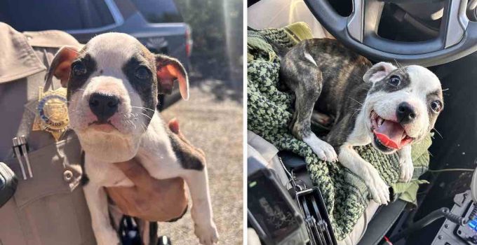 Puppy Cruelly Abandoned with Zip Tie Around Her Throat Saved By Truck Driver
