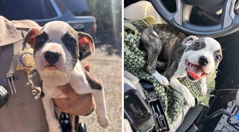 Puppy Cruelly Abandoned with Zip Tie Around Her Throat Saved By Truck Driver