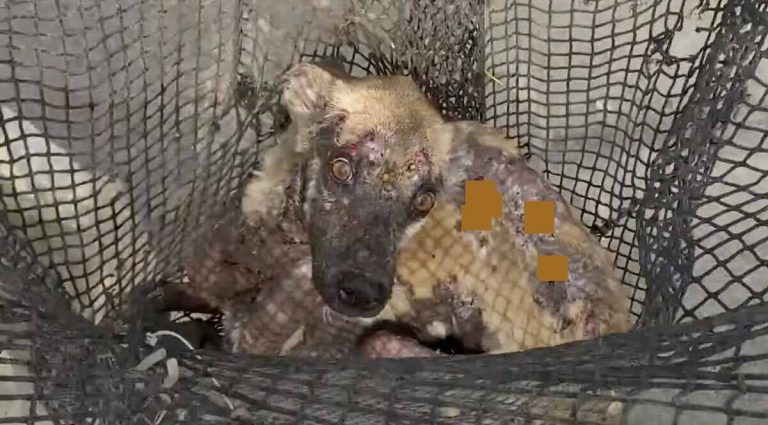 Byron rescued by The Man that Rescues Dogs