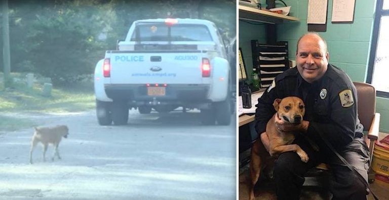 Sweet Stray Dog Keeps Following Police Officers After Hurricane, So They Give Her a Job and a Home