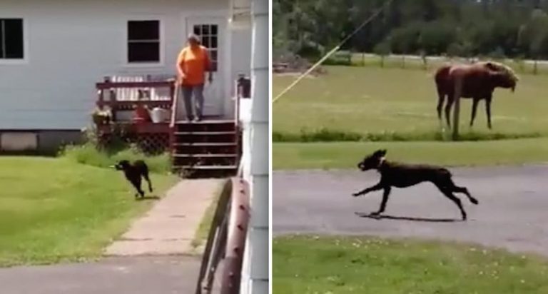 dog brings carrot to horse