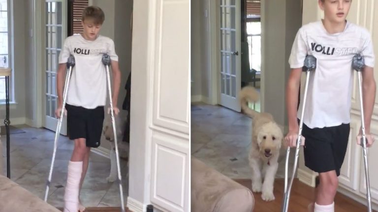 Dog mimics teen on crutches