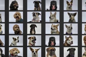 How Accurate are Dog DNA Testing Kits?