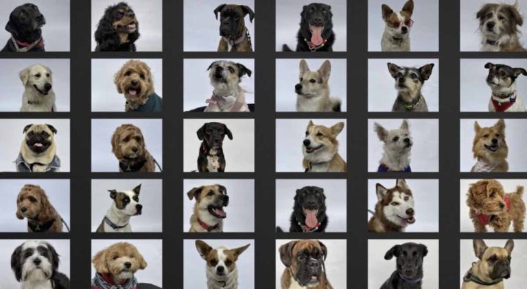 How Accurate are Dog DNA Testing Kits?