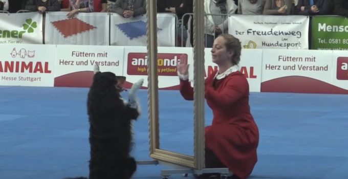 Dog and His Mom Mirror Each Other In This Brilliant Dance Routine