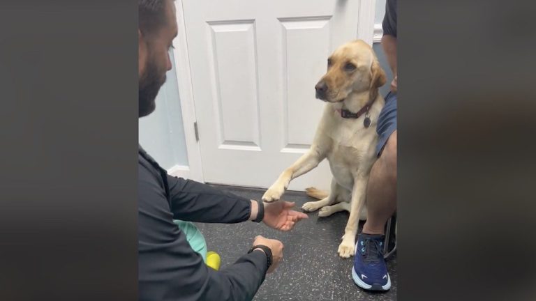 dog shows vet her hurt paw