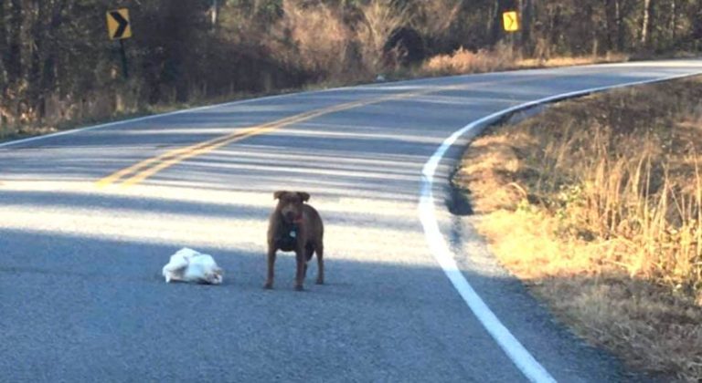 Dog Spotted With Frozen Turkey on Road is Very Proud of Her ‘Catch’