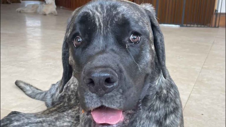 Highly Contagious and Deadly – Mystery Illness Spreading Among Dogs