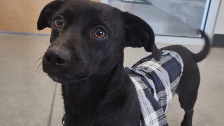 Eddie at Humane Society of Wichita County