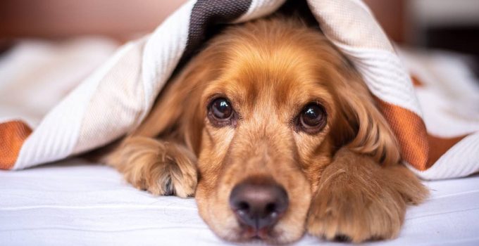 ‘Funky Bacterium’ Suspected to Be Cause of Mystery Dog Illness Spreading in U.S.