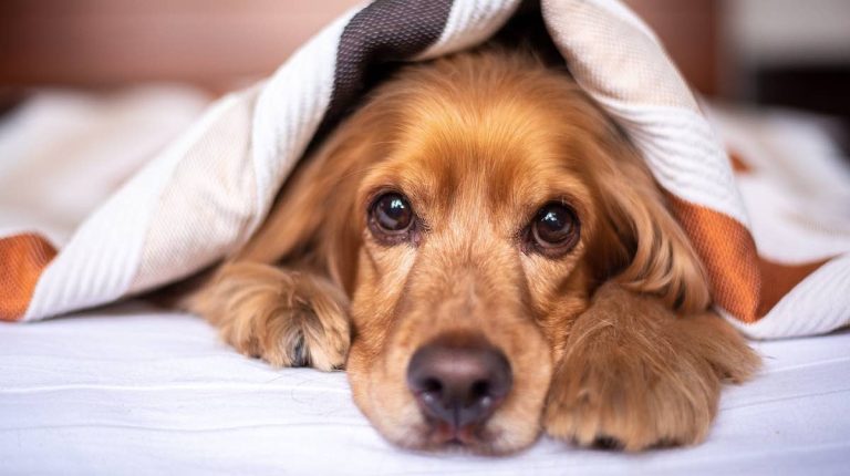 ‘Funky Bacterium’ Suspected to Be Cause of Mystery Dog Illness Spreading in U.S.