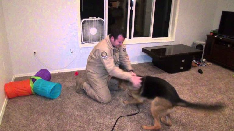 Overjoyed German Shepherd Dog Welcomes Home His Staff Sergeant Dad