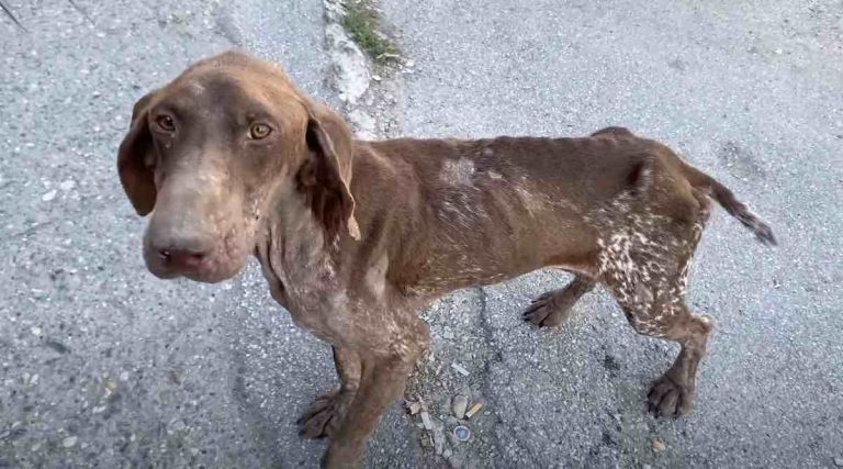Skinny Sick Dog Rescued Off the Streets Gets the Life He Deserves