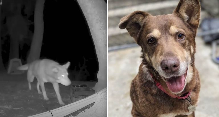 JoJo dog rescue