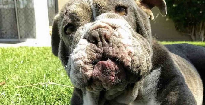 Bald Bulldog Rescued from Shelter Gets Happier By The Day